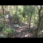 🌿 Descubre la fascinante Leyenda del Yasy Yateré: El duende travieso del bosque 🌿
