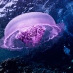 🐙 Descubre el fascinante mundo de las Medusas MYL: ¡Una experiencia única!