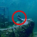 🧜‍♀️ Descubre los Mitos de Sirenas Cortos: Rompiendo Creencias Antiguas